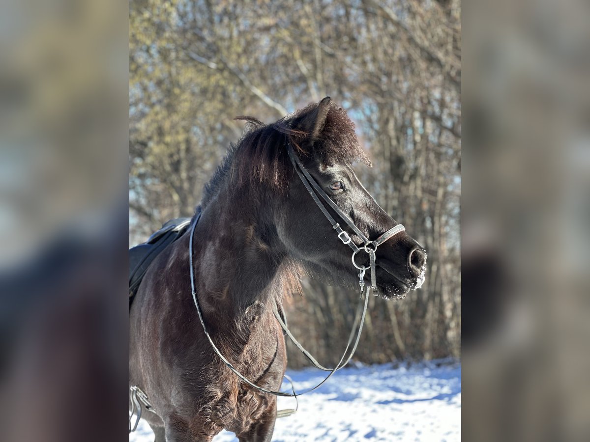 Islandais Jument 15 Ans Noir in St. Stefan im Rosental