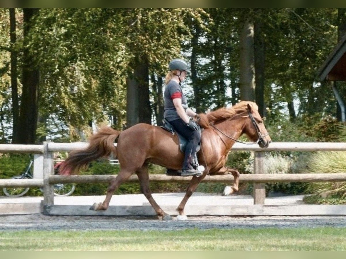 Islandais Jument 16 Ans 138 cm Alezan in Bissendorf