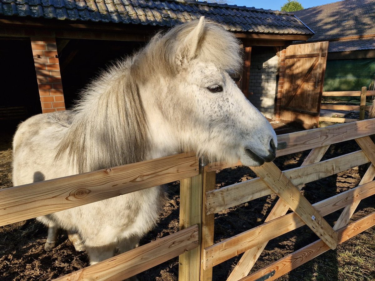 Islandais Jument 17 Ans 134 cm Gris pommelé in Bissendorf