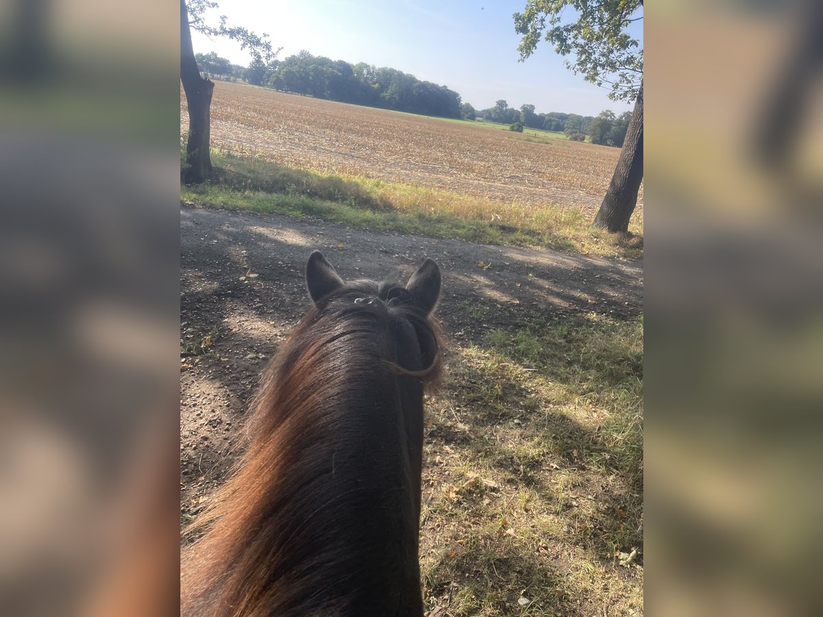 Islandais Jument 17 Ans 145 cm Pinto in Anderlingen