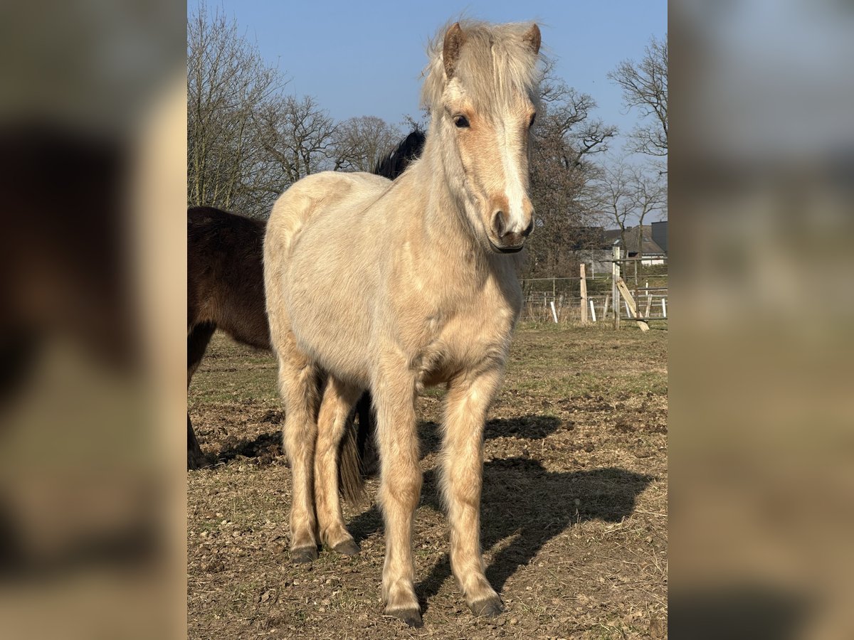 Islandais Jument 2 Ans 135 cm Cremello in Lingen