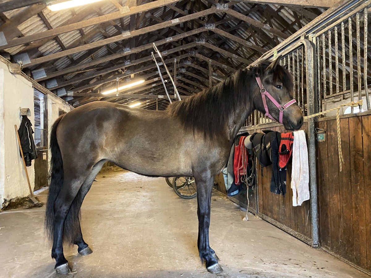 Islandais Jument 2 Ans 140 cm Bai brun in Harlev