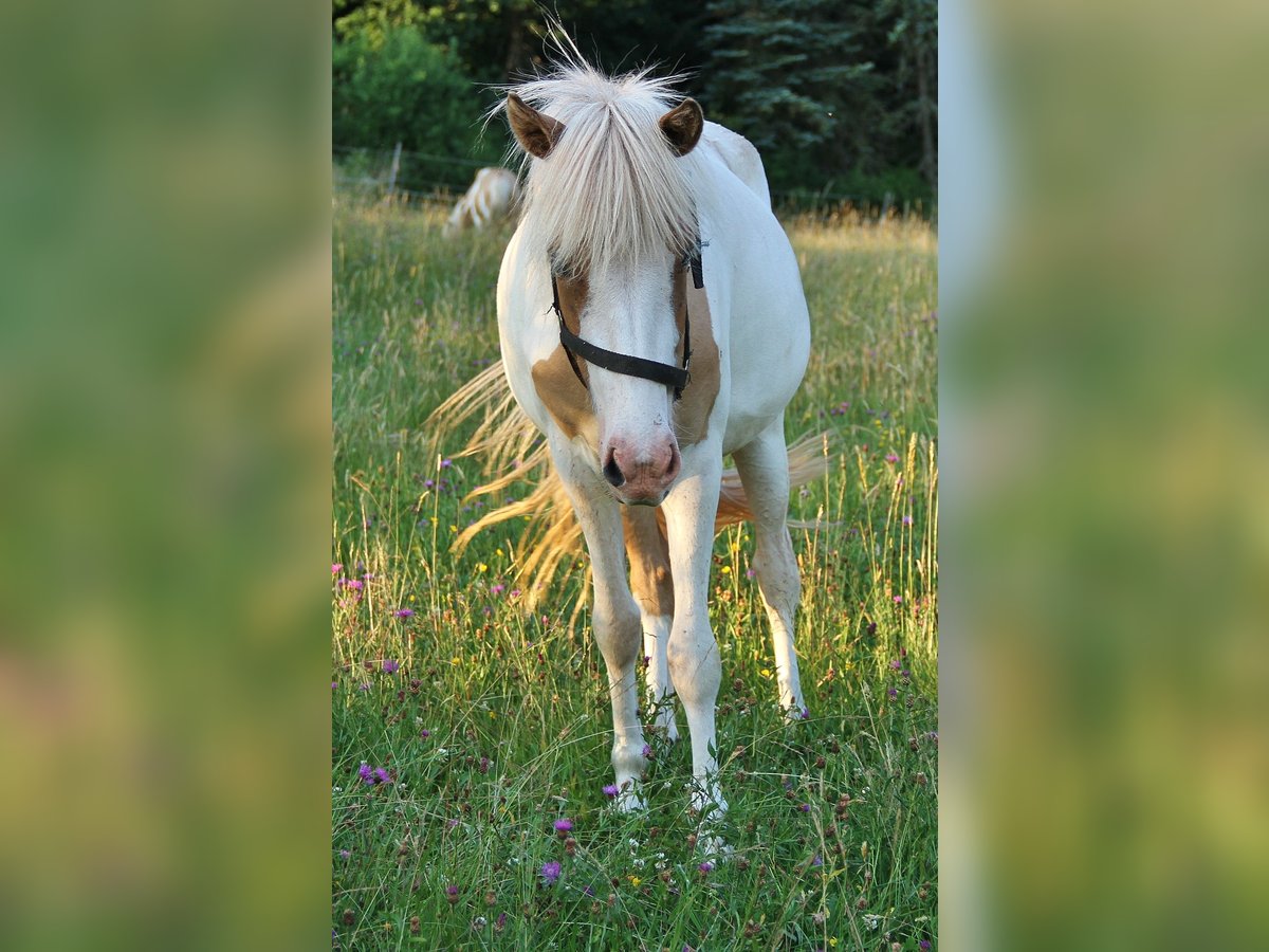 Islandais Jument 2 Ans 140 cm Pinto in Saarland