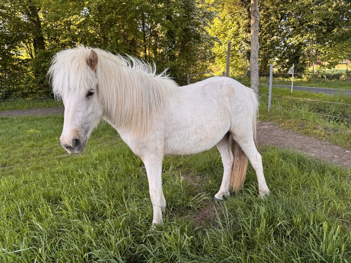 Islandais Jument 2 Ans 142 cm Palomino in Zetel