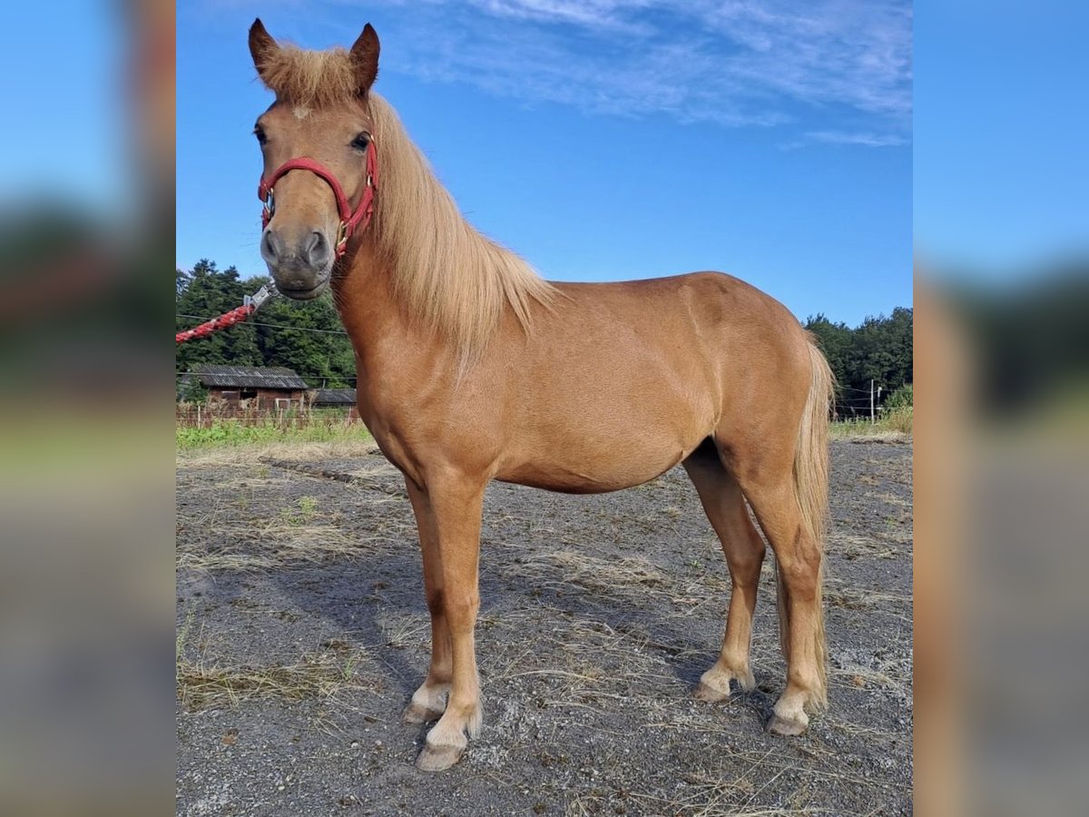 Islandais Jument 2 Ans Alezan cuivré in Neuenbürg