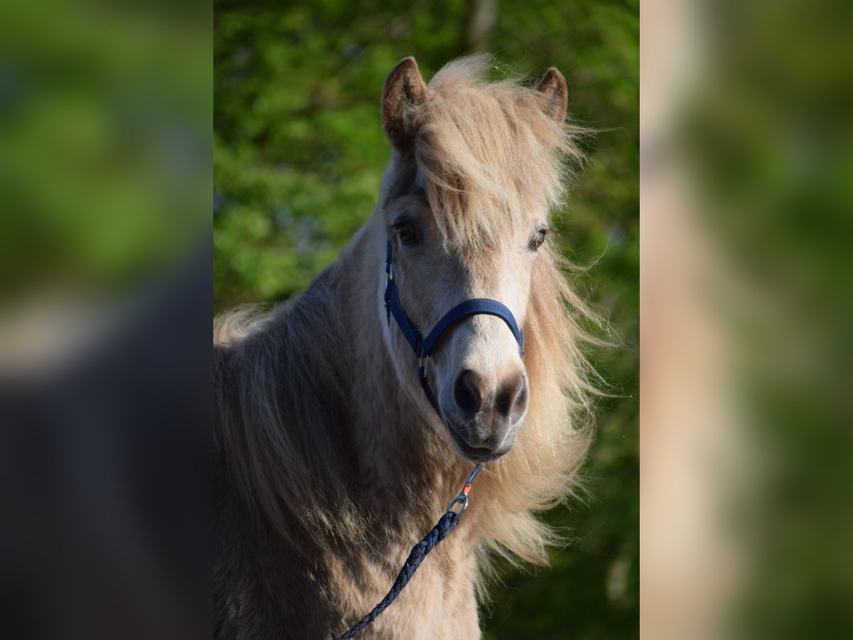 Islandais Jument 3 Ans in Blunk