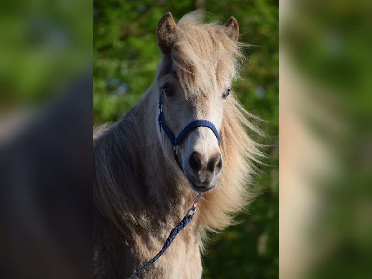 Islandais Jument 3 Ans in Blunk