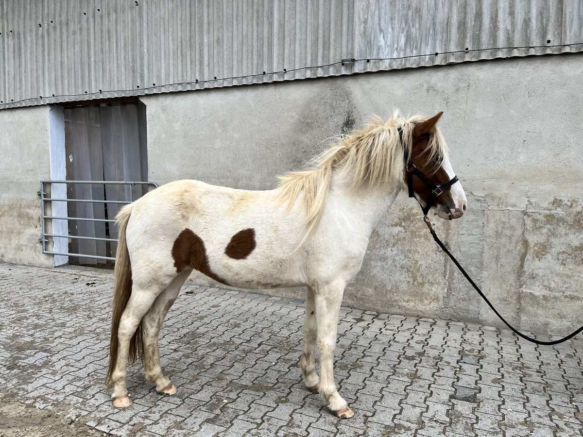 Islandais Jument 4 Ans 143 cm Tobiano-toutes couleurs in Backnang