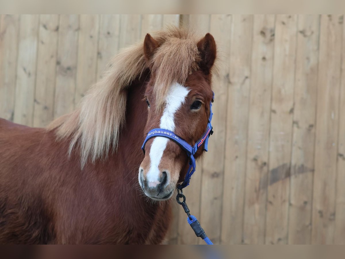 Islandais Jument 5 Ans Alezan in Straßwalchen