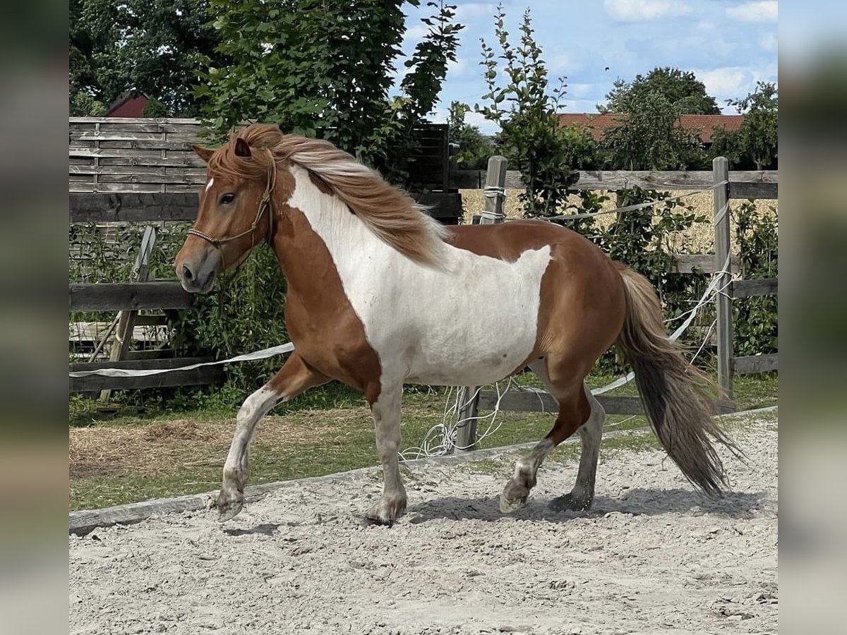 Islandais Jument 6 Ans 140 cm Pinto in Südlohn