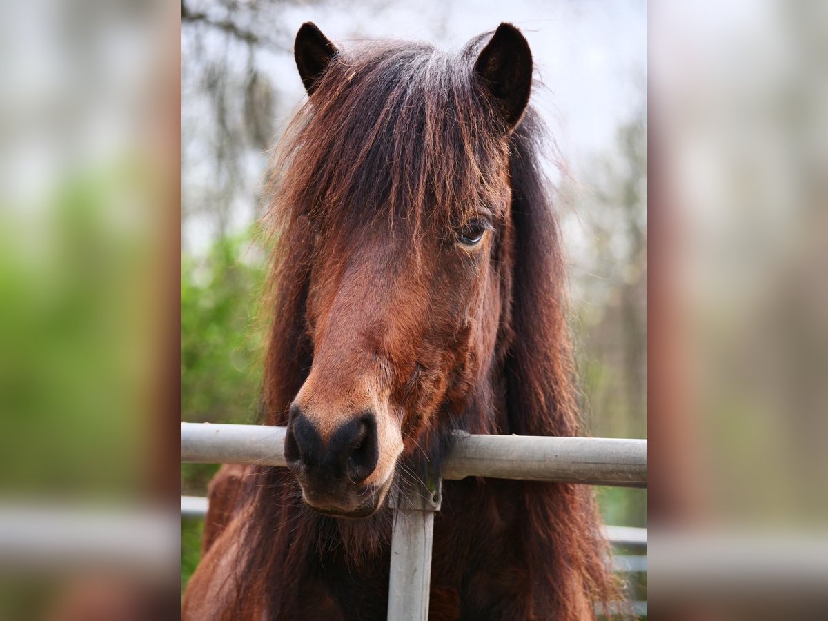 Islandais Jument 7 Ans 134 cm Bai in Stapelfeld