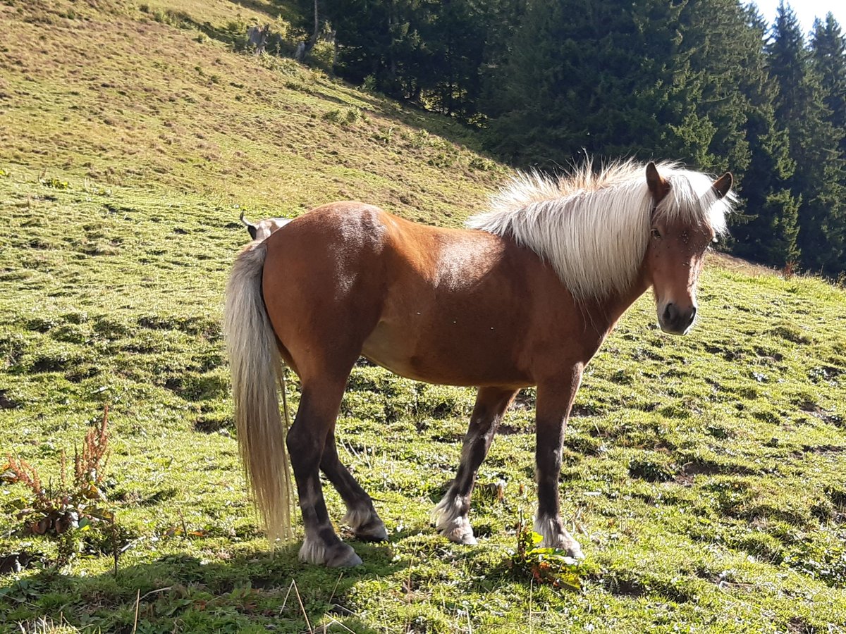 Islandais Jument 7 Ans 136 cm in Hofstetten b.Brienz