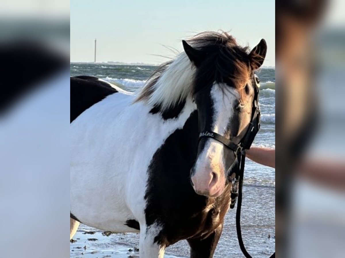 Islandais Jument 7 Ans 137 cm Pinto in Wachtberg