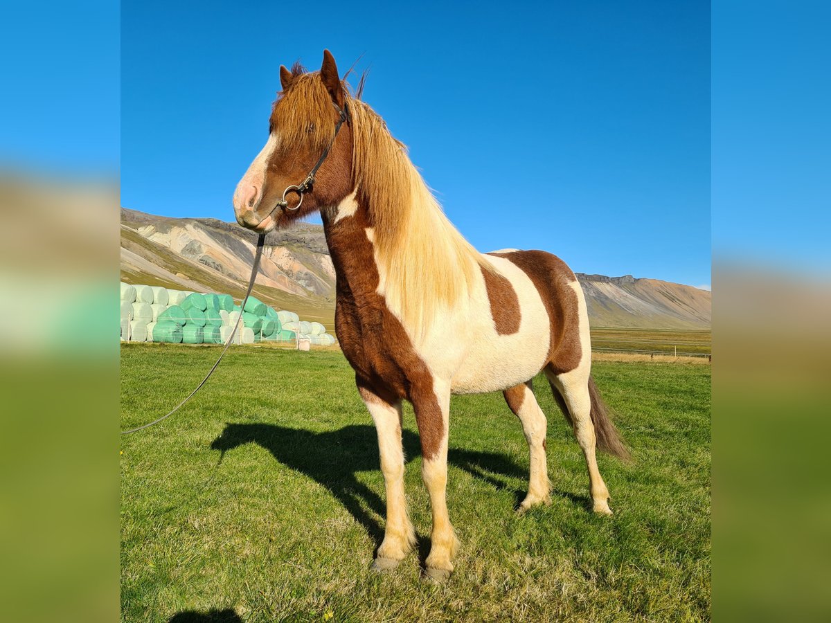 Islandais Jument 7 Ans 141 cm Pinto in Snæfellsbæ