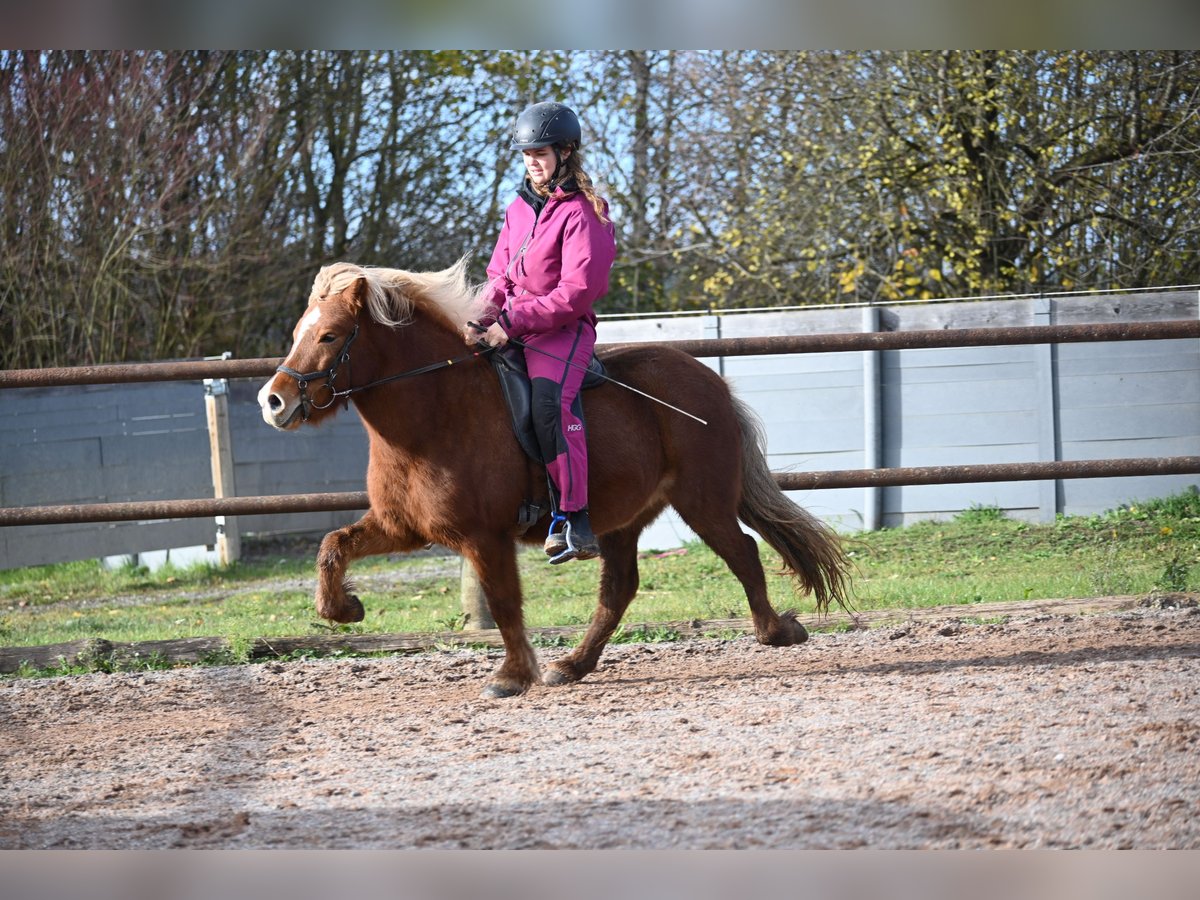 Islandais Jument 8 Ans 136 cm Alezan in Fronreute