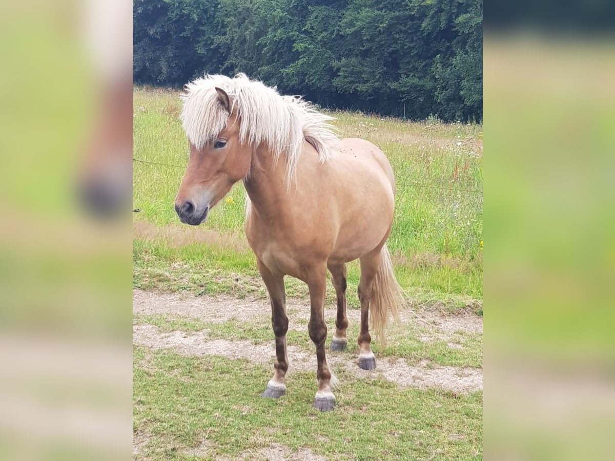 Islandais Jument 8 Ans 138 cm Alezan in Vlotho