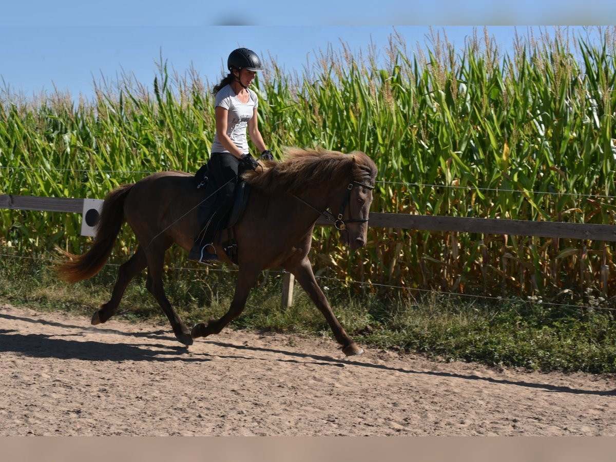 Islandais Jument 8 Ans 141 cm in Adelmannsfelden