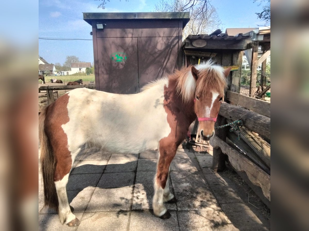 Islandais Jument 9 Ans 138 cm Pinto in Neustadt am Rübenberge