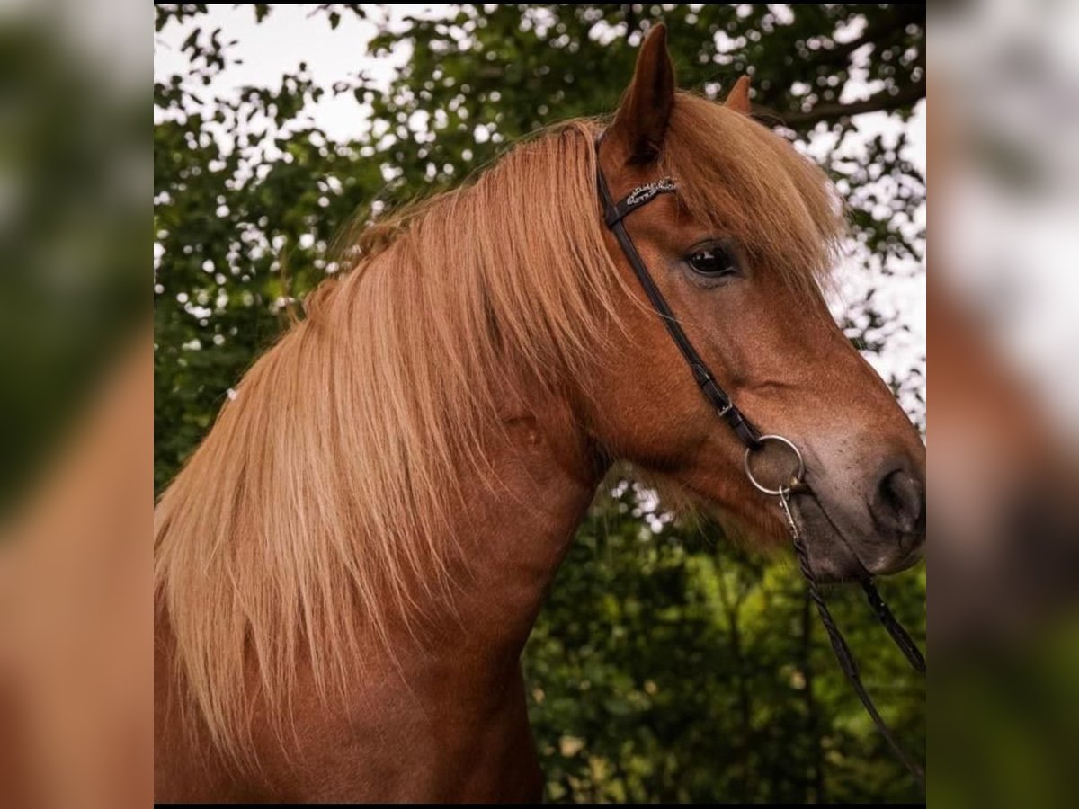Islandais Jument 9 Ans 140 cm Alezan in Oberndorf