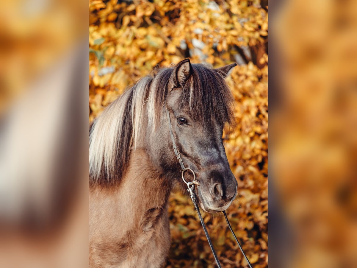 Islandais Jument 9 Ans 143 cm Isabelle in Taufkirchen an der Trattnach