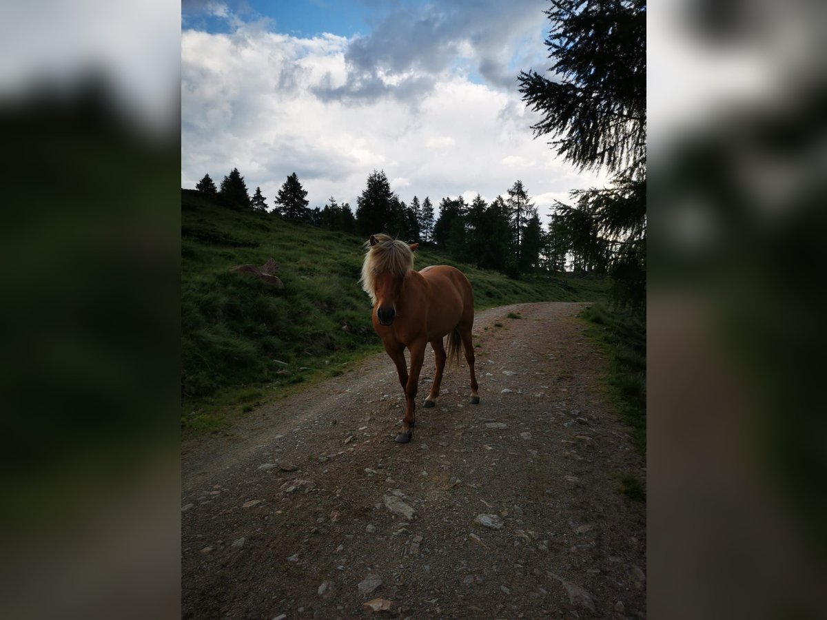 Islandais Jument 9 Ans Isabelle in Rennweg am Katschberg