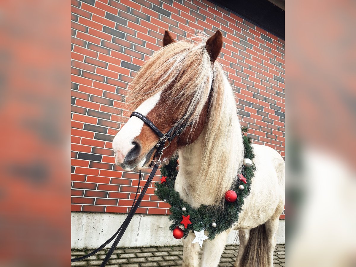 Islandpferd Hengst 12 Jahre 140 cm Schecke in Sch&#xF6;nenberg-K&#xFC;belberg
