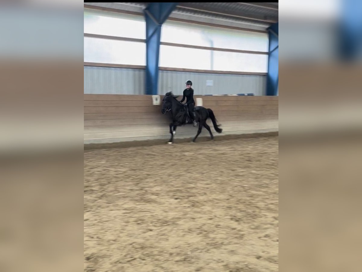 Islandpferd Hengst 12 Jahre 143 cm Rappe in Ehndorf