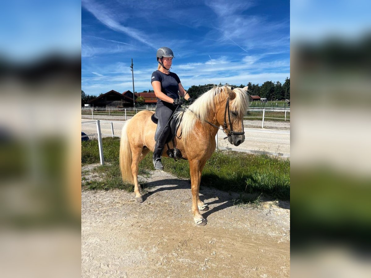 Islandpferd Hengst 15 Jahre 141 cm Hellbrauner in Sankt Radegund