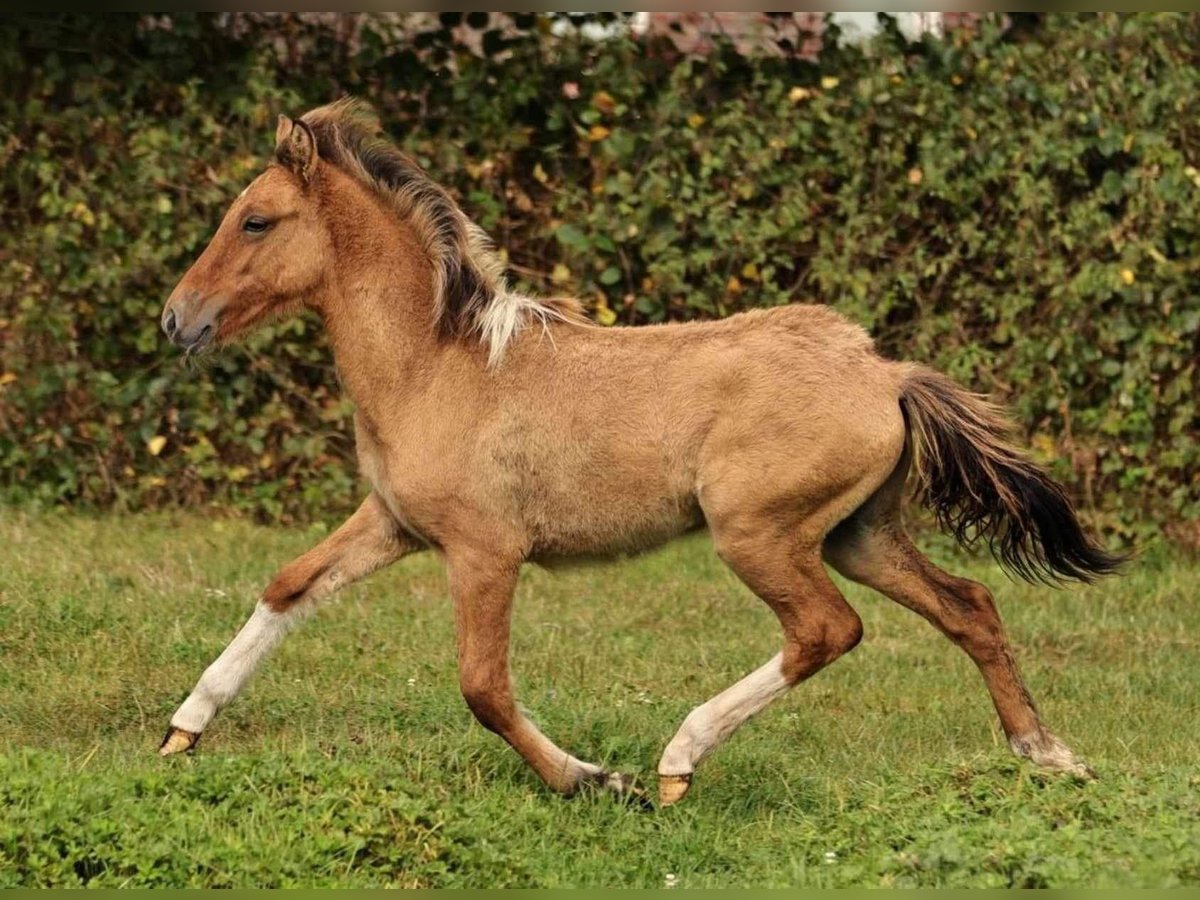 Islandpferd Hengst 1 Jahr 140 cm Falbe in Südlohn