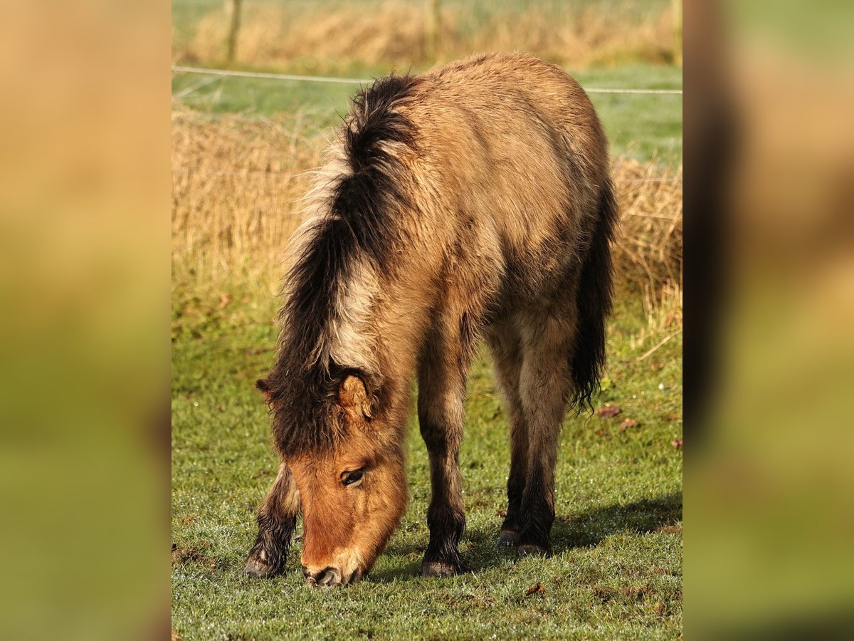 Islandpferd Hengst 1 Jahr 140 cm Falbe in Südlohn