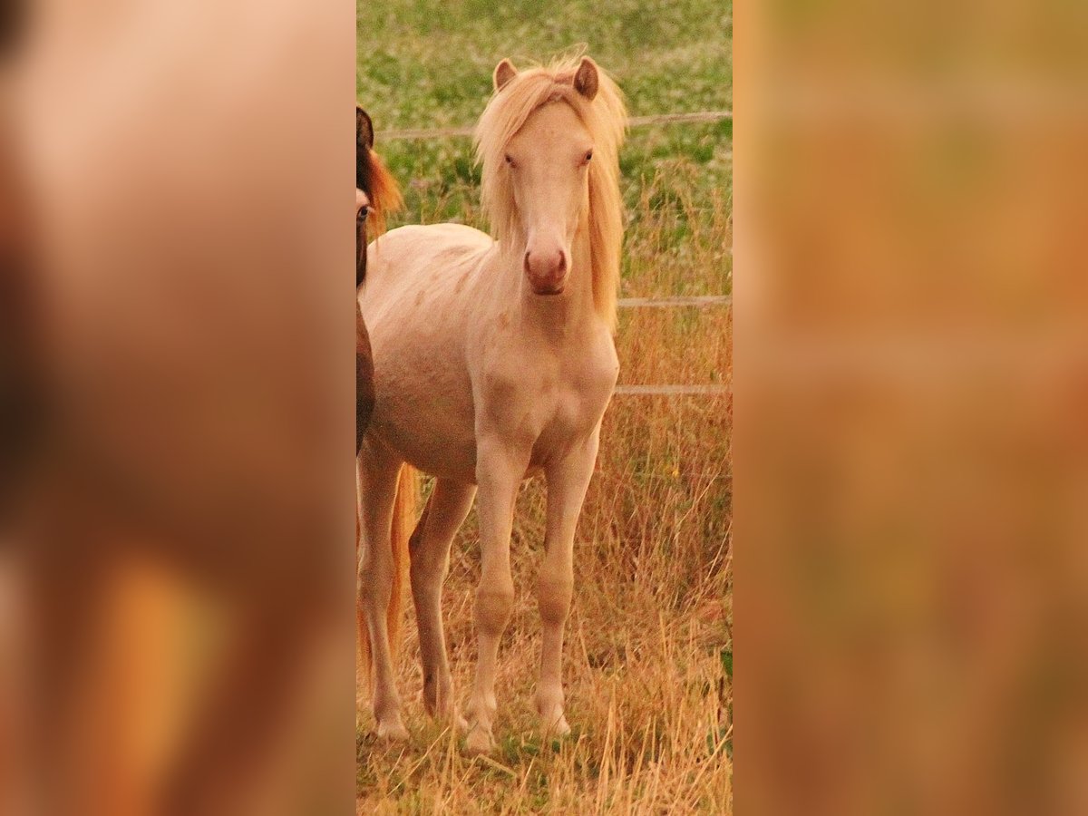 Islandpferd Hengst 1 Jahr 140 cm Perlino in Saarland