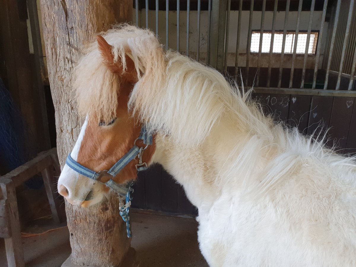 Islandpferd Hengst 1 Jahr 140 cm Schecke in Brokdorf