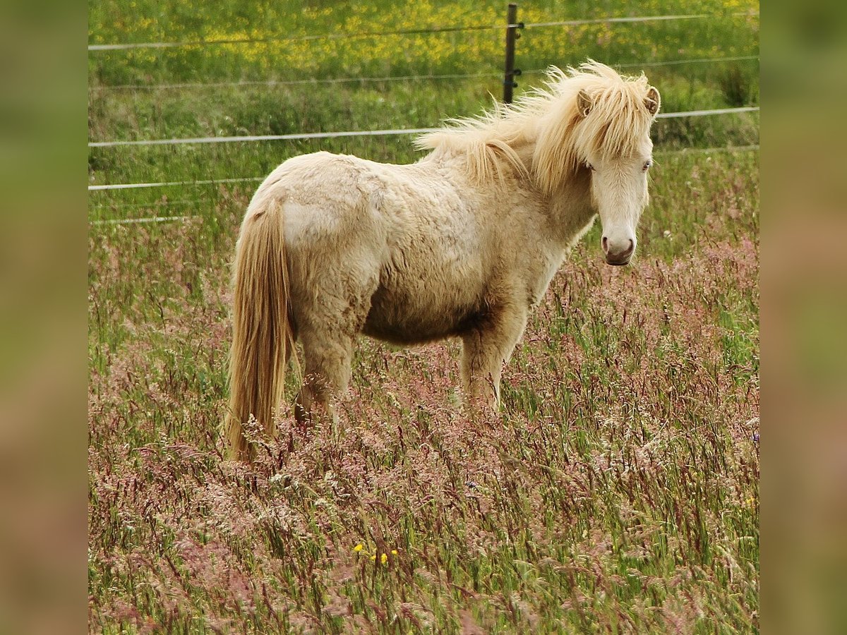 Islandpferd Hengst 1 Jahr 142 cm Perlino in Saarland