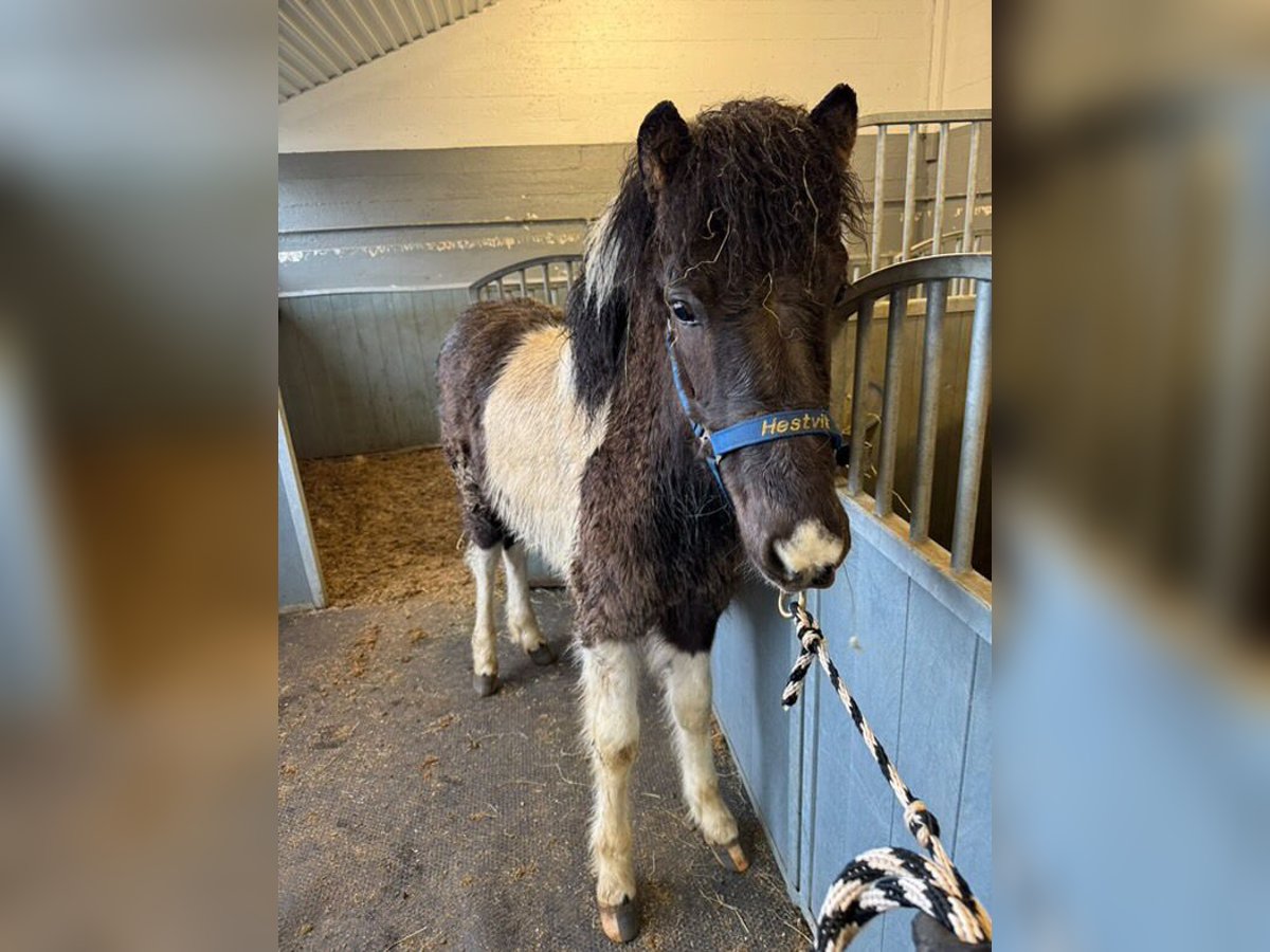 Islandpferd Hengst 1 Jahr 142 cm Tobiano-alle-Farben in Fislisbach