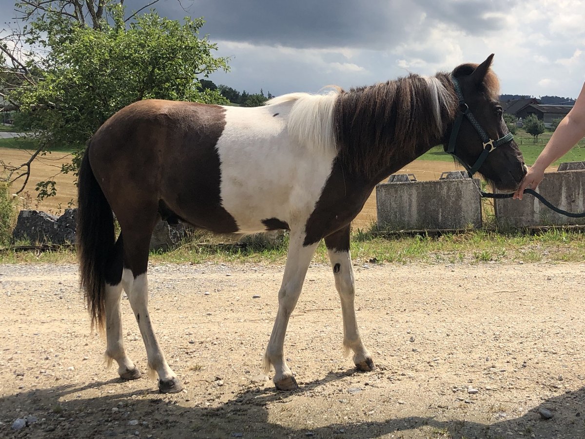 Islandpferd Hengst 1 Jahr 142 cm Tobiano-alle-Farben in Fislisbach