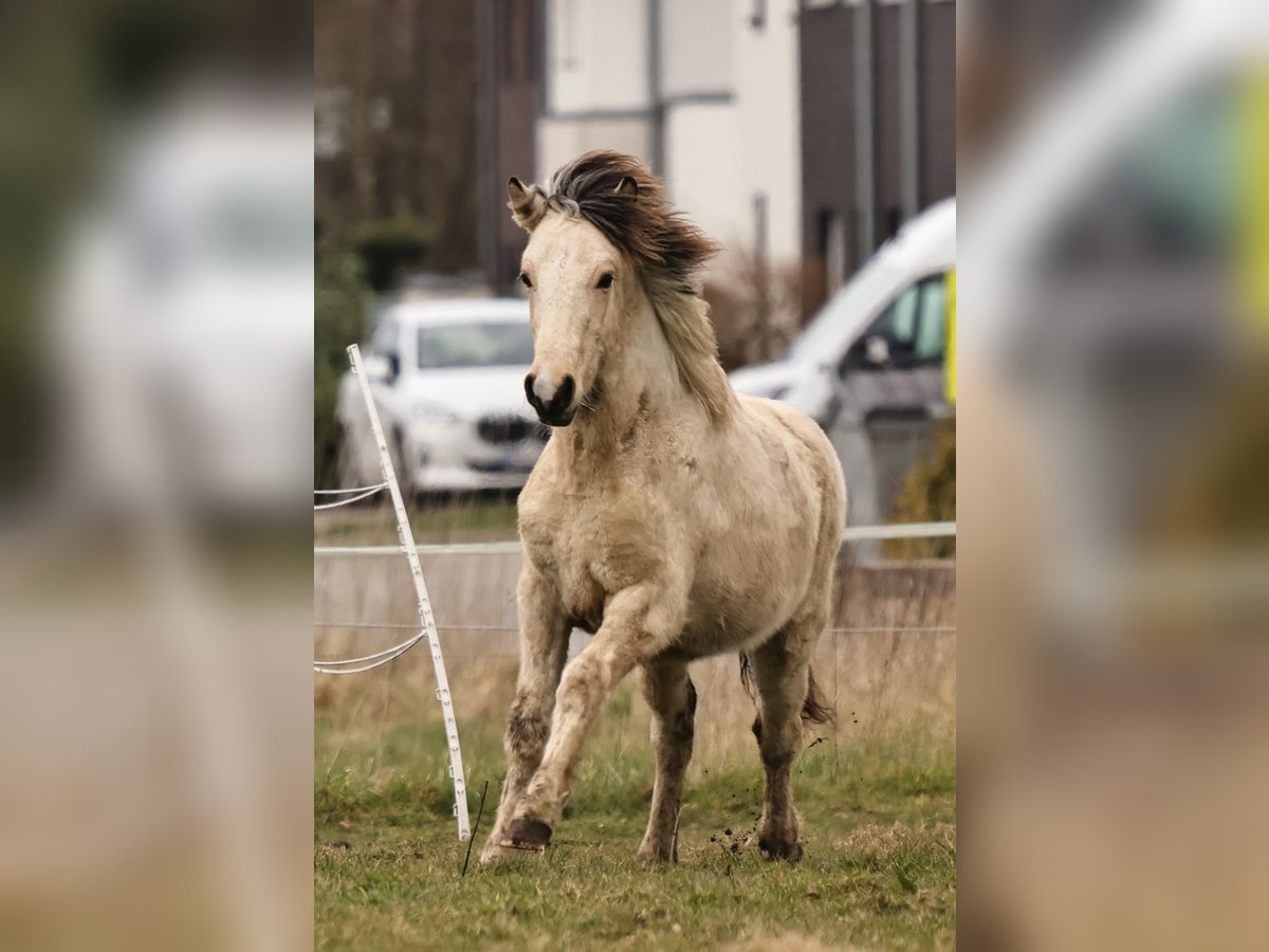Islandpferd Hengst 1 Jahr 145 cm in S&#xFC;dlohn
