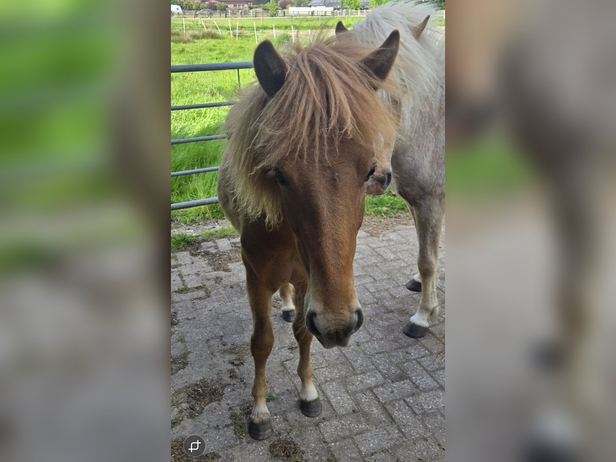 Islandpferd Hengst 1 Jahr Fuchs in Hermannsburg