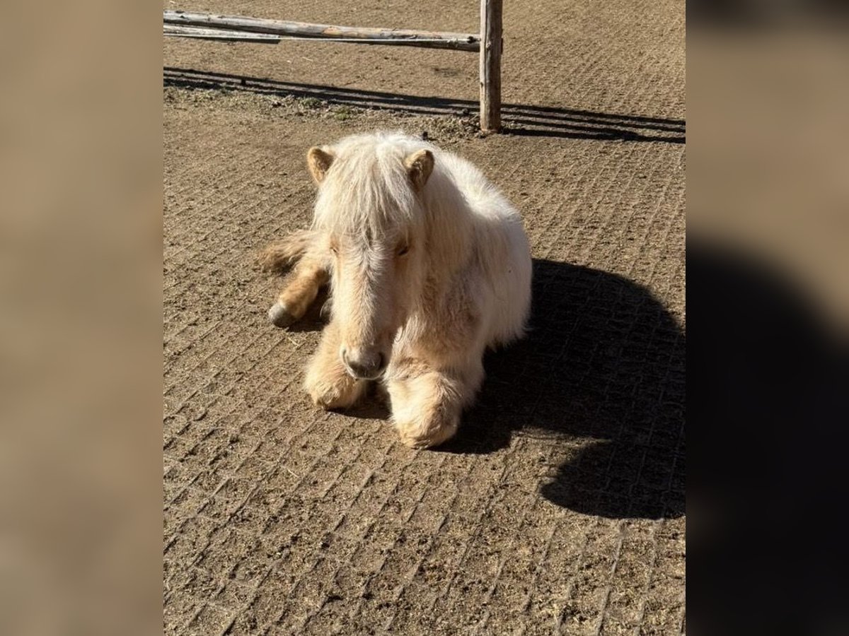 Islandpferd Hengst 1 Jahr Palomino in Mariapfarr