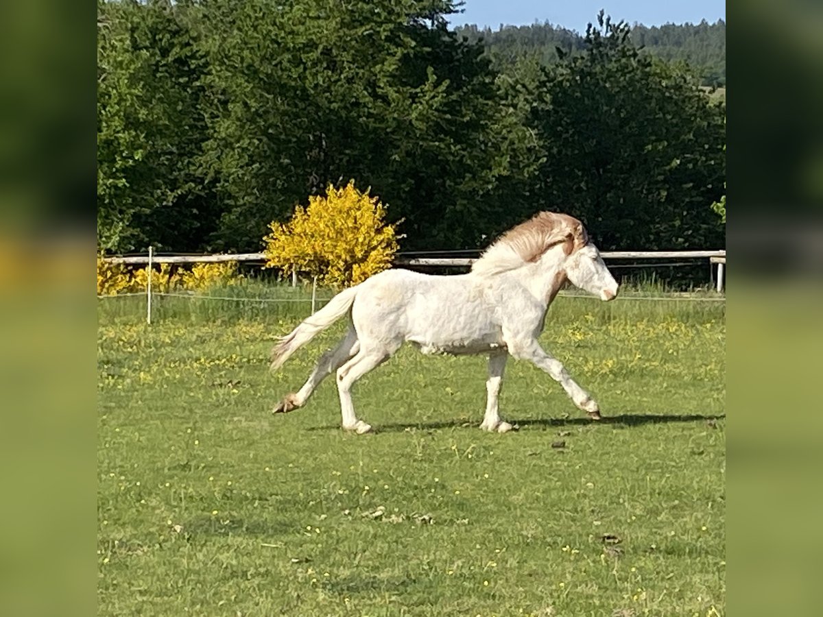 Islandpferd Hengst 1 Jahr Schecke in Morbach