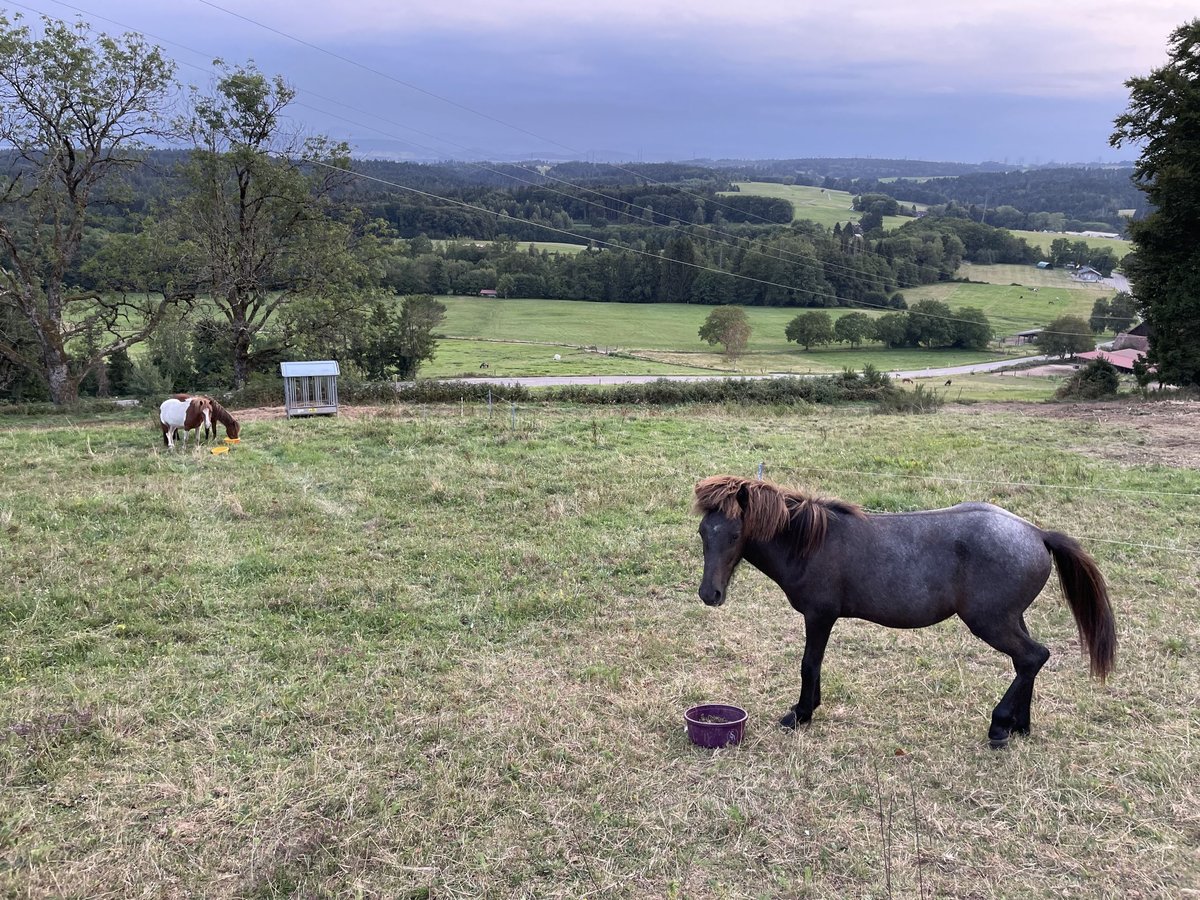 Islandpferd Hengst 1 Jahr Schimmel in Rickenbach