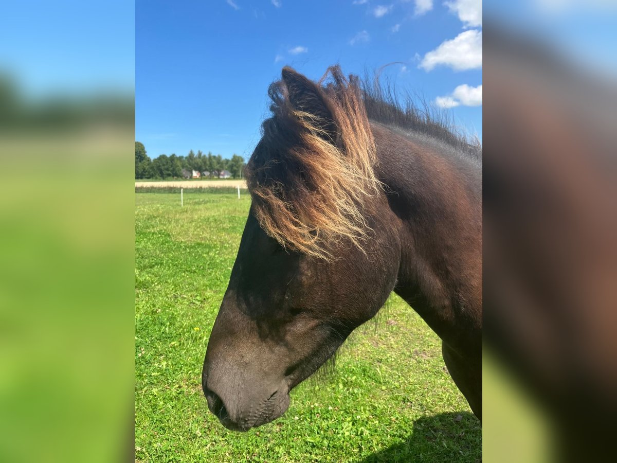 Islandpferd Hengst 1 Jahr Schwarzbrauner in Marrum