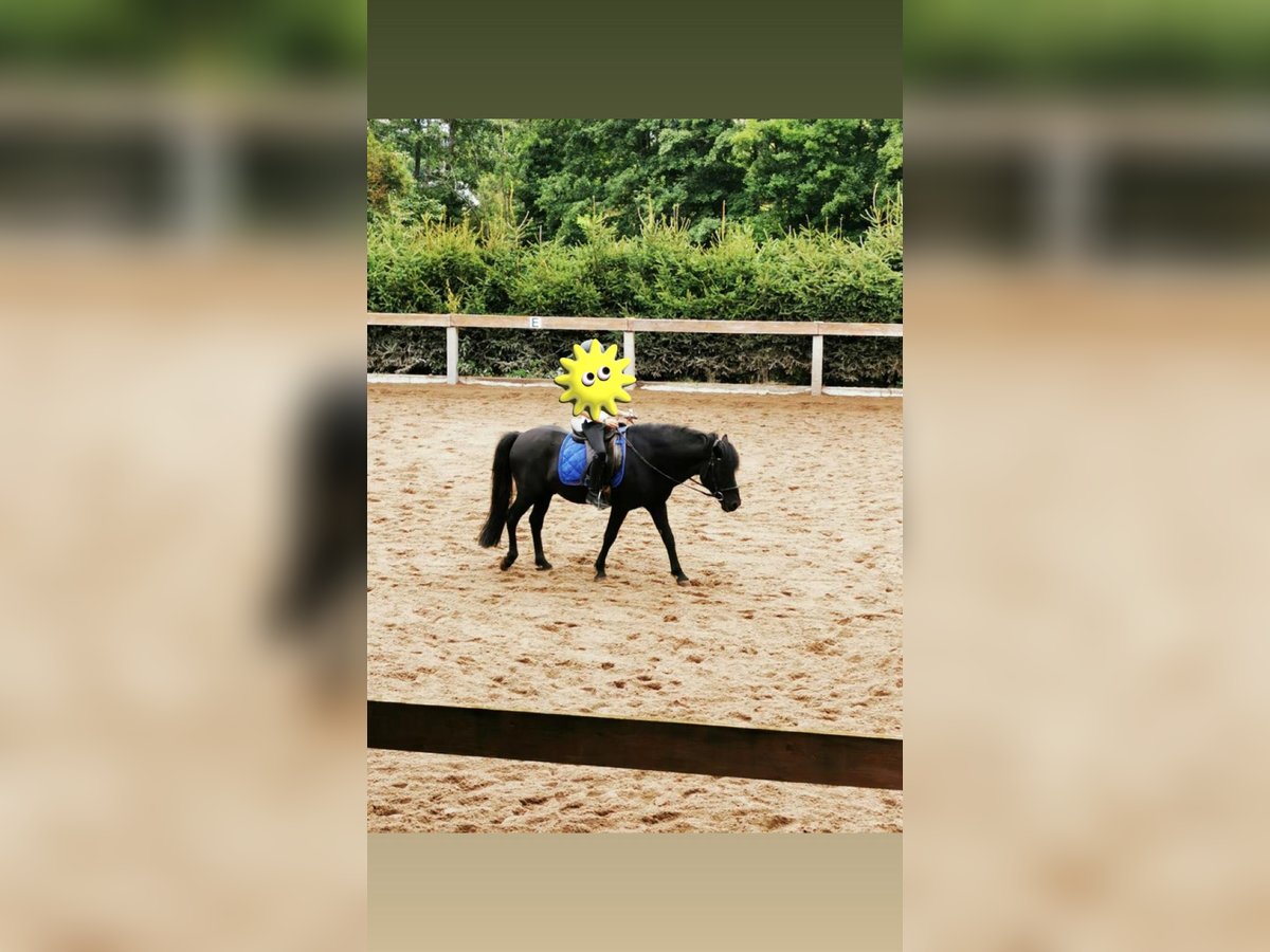 Islandpferd Hengst 20 Jahre 136 cm Rappe in Taunusstein