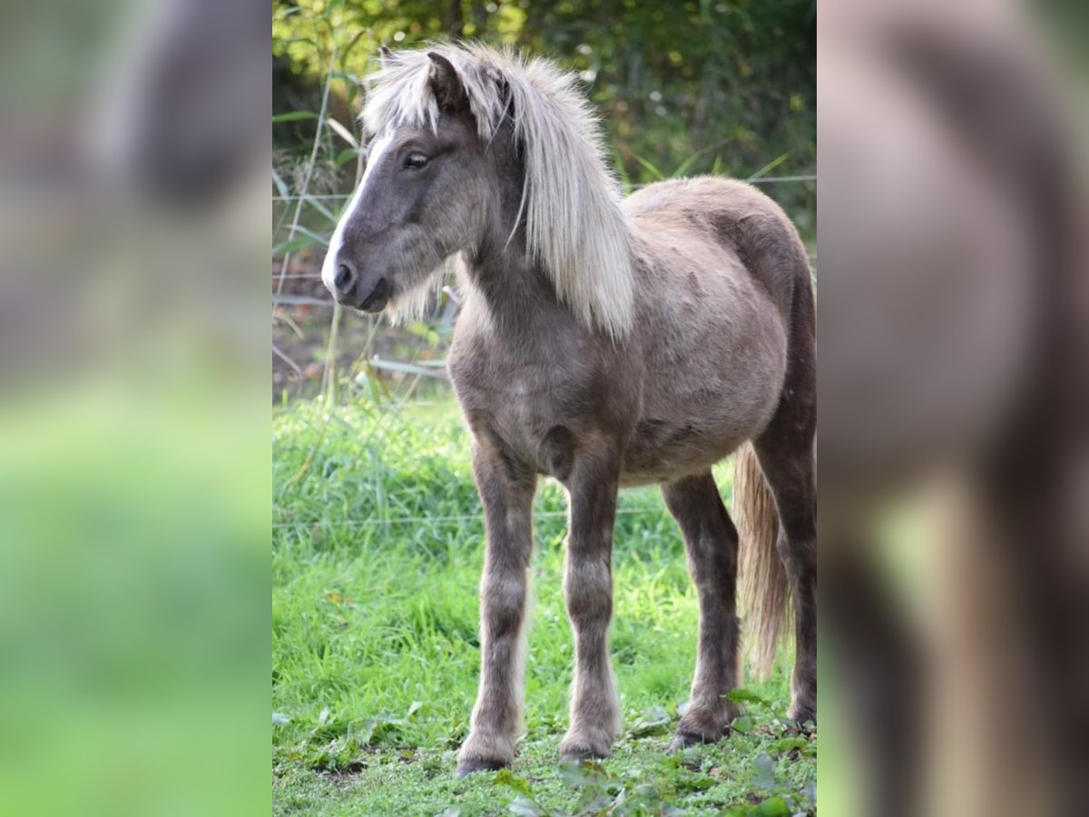 Islandpferd Hengst 2 Jahre 137 cm in Blunk