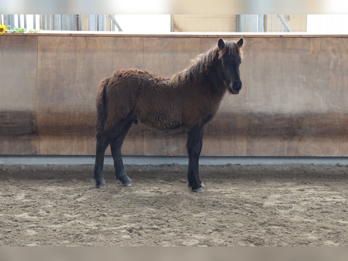 Islandpferd Hengst 2 Jahre 140 cm in Zweibrücken