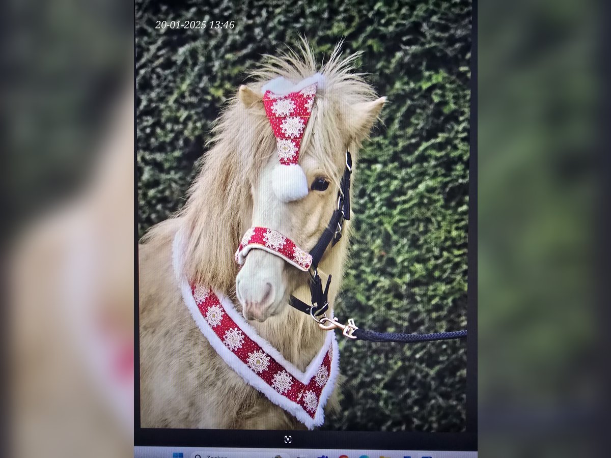 Islandpferd Hengst 2 Jahre 140 cm Palomino in Südlohn