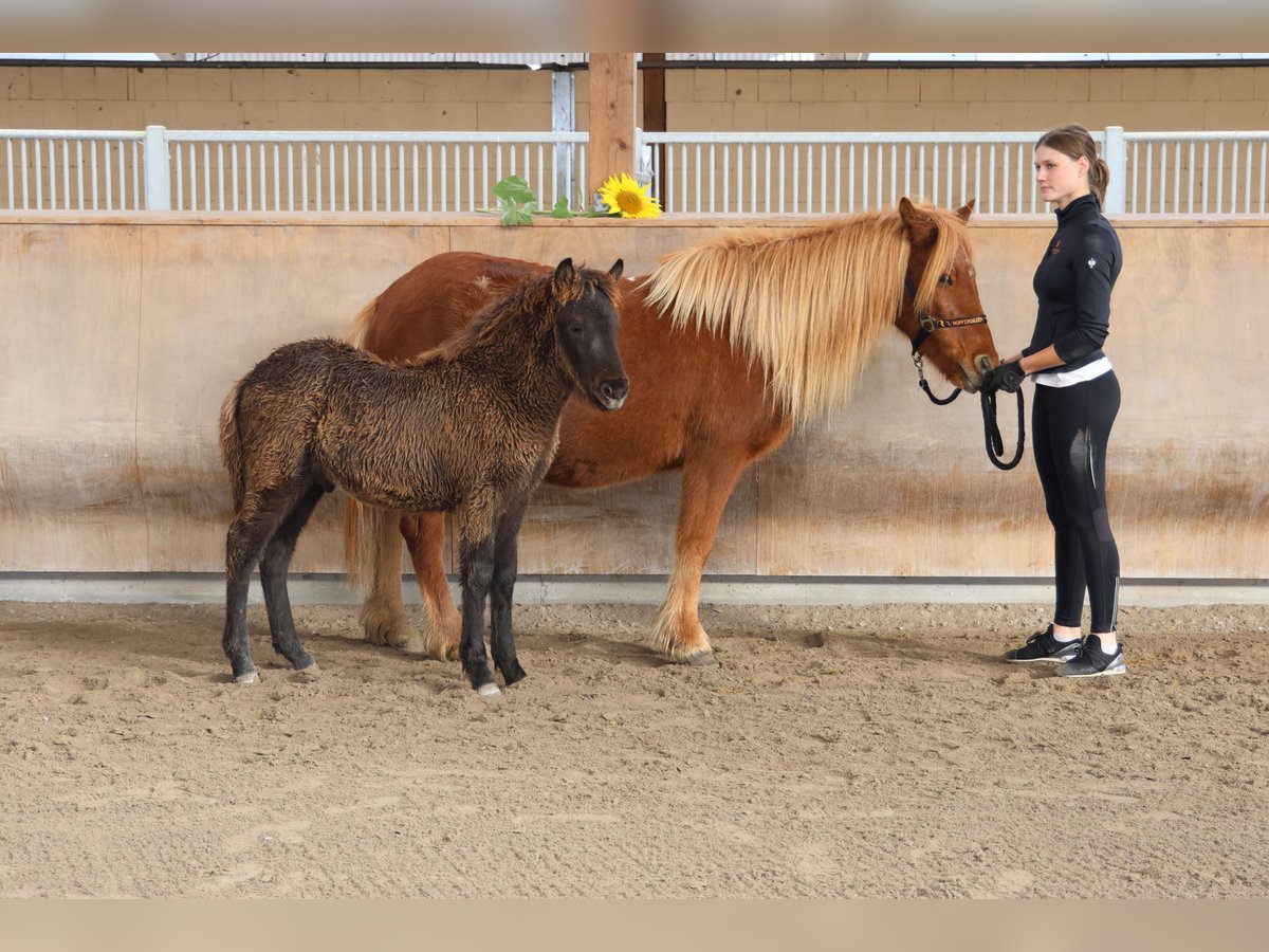 Islandpferd Hengst 2 Jahre 140 cm Rappe in Zweibrücken