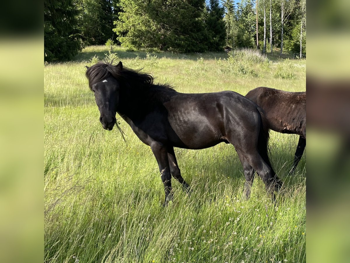 Islandpferd Hengst 2 Jahre 145 cm Rappe in Bor&#xE5;s