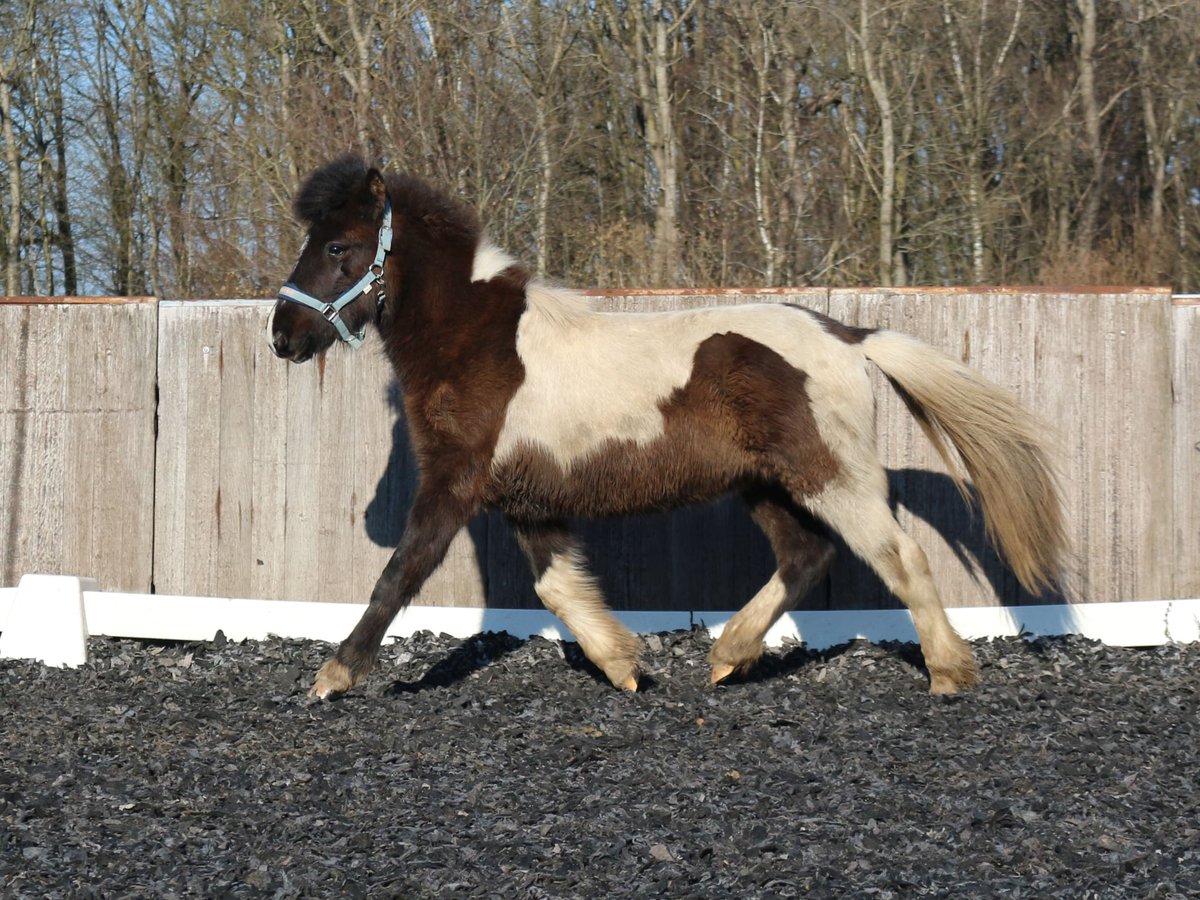 Islandpferd Hengst 2 Jahre Schecke in Vierherrenborn