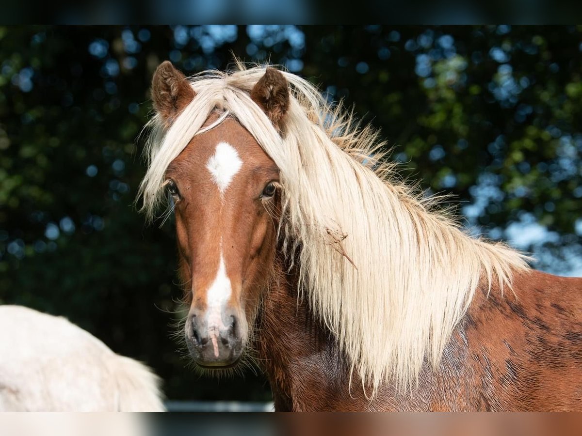 Islandpferd Hengst 3 Jahre 138 cm in Lutzhorn