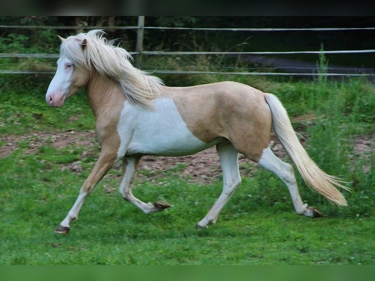 Islandpferd Hengst 3 Jahre 139 cm Palomino in Saarland